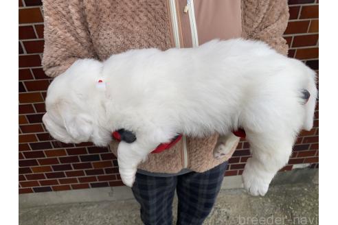 成約済の千葉県のグレートピレニーズ-359426の23枚目